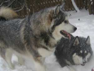 Hudsons Malamutes - Chalali - Shiloh