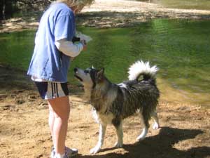 Hudsons Malamutes - Chalali