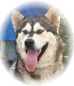 Hudsons Malamutes - Chaoz