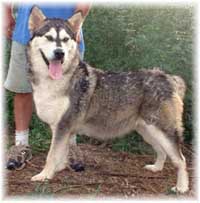 Hudsons Malamutes - Chaoz