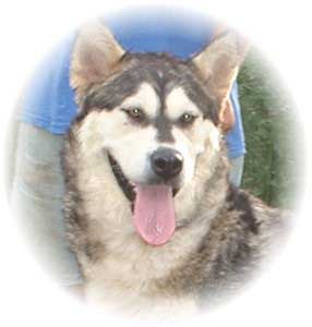 Hudsons Malamutes - Chaoz