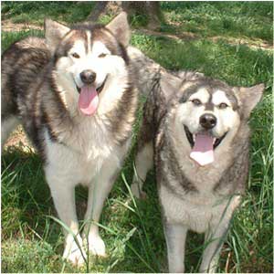 Hudsons Malamutes - Chaoz