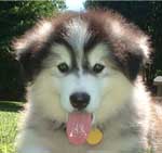 Hudsons Malamutes - Cherokee