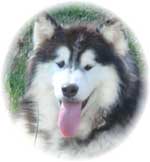 Hudsons Malamutes - Cherokee