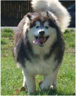Hudsons Malamutes - Cherokee