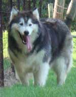 Hudsons Malamutes - Cherokee