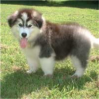 Hudsons Malamutes - Cherokee