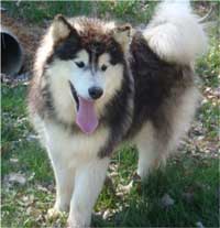 Hudsons Malamutes - Cherokee