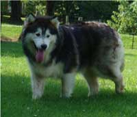 Hudsons Malamutes - Cherokee