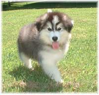 Hudsons Malamutes - Cherokee