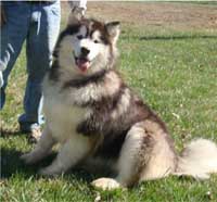 Hudsons Malamutes - Cherokee
