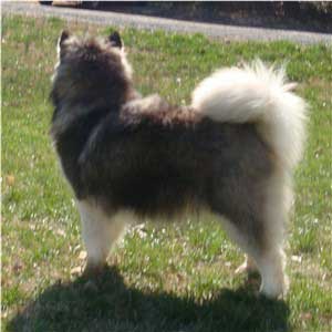 Hudsons Malamutes - Cherokee