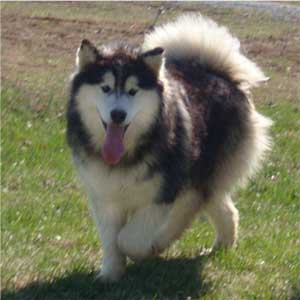 Hudsons Malamutes - Cherokee