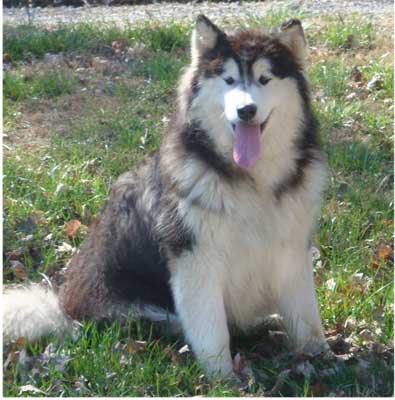 Hudsons Malamutes - Cherokee