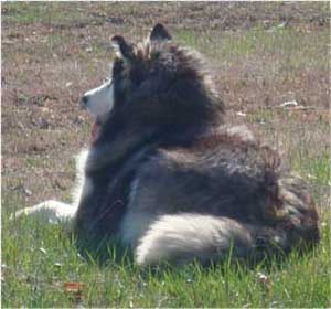 Hudsons Malamutes - Cherokee