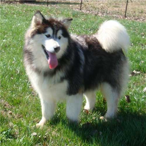 Hudsons Malamutes - Cherokee