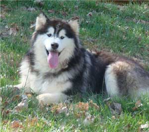 Hudsons Malamutes - Cherokee