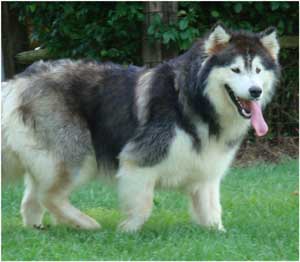 Hudsons Malamutes - Cherokee