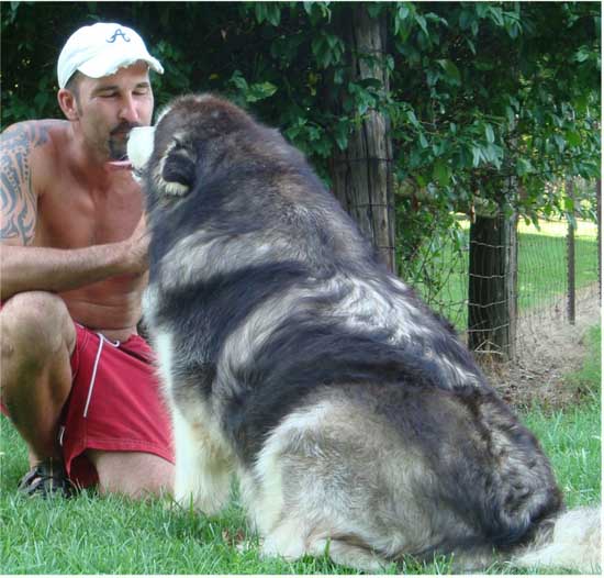 Hudsons Malamutes - Cherokee