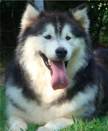 Hudsons Malamutes - Cherokee