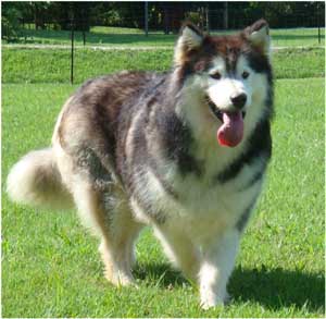 Hudsons Malamutes - Cherokee