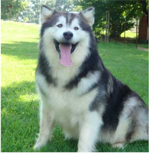 Hudsons Malamutes - Cherokee