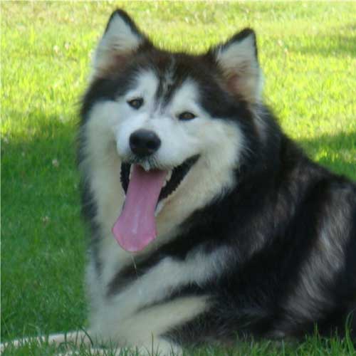 Hudsons Malamutes - Cherokee