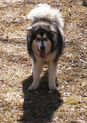 Hudsons Malamutes - Chinnok