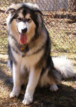 Hudsons Malamutes - Chinnok