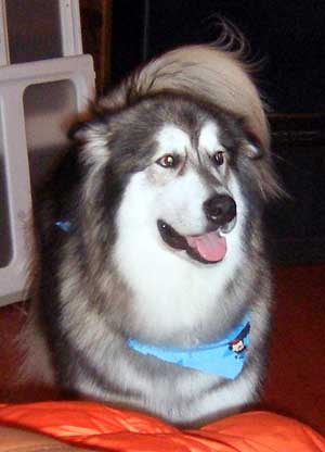 Hudsons Malamutes - Chinnok