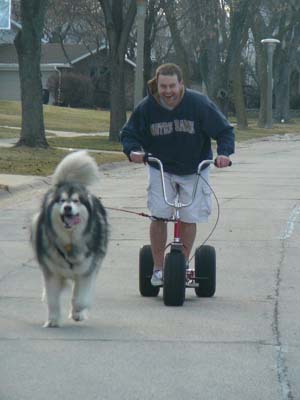 Hudsons Malamutes - Chinnok