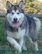 Hudsons Malamutes - Chinook