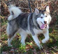 Hudsons Malamutes - Chinook