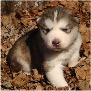 Hudsons Malamutes - Chinook