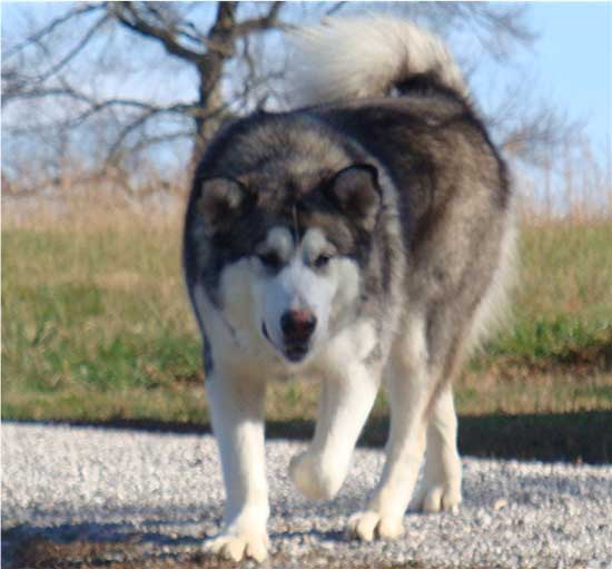 Hudsons Malamutes - Chinook