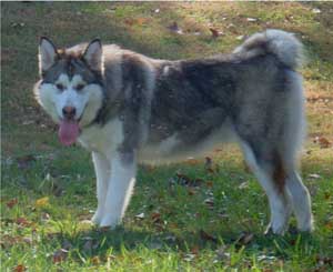 Hudsons Malamutes - Chinook