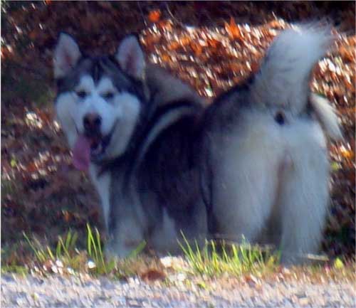 Hudsons Malamutes - Chinook