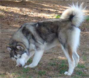 Hudsons Malamutes - Chinook