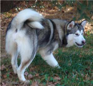 Hudsons Malamutes - Chinook