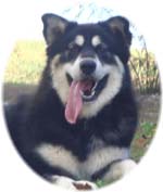 Hudsons Malamutes - Choctaw