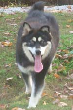 Hudsons Malamutes - Choctaw
