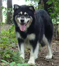 Hudsons Malamutes - Choctaw