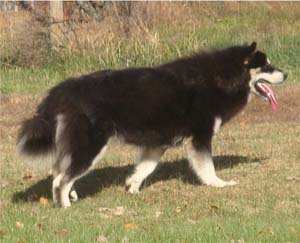 Hudsons Malamutes - Choctaw