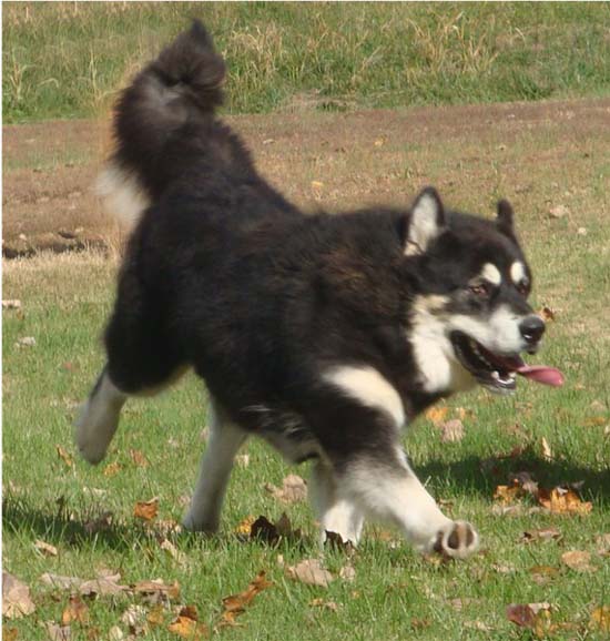 Hudsons Malamutes - Choctaw