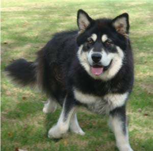 Hudsons Malamutes - Choctaw