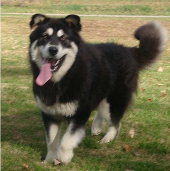 Hudsons Malamutes - Choctaw