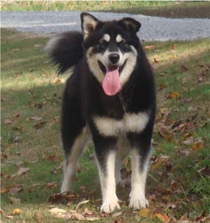 Hudsons Malamutes - Choctaw