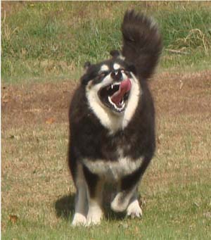 Hudsons Malamutes - Choctaw