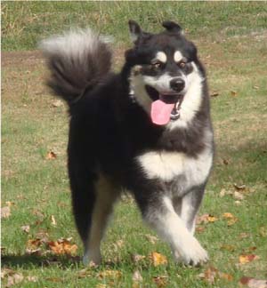 Hudsons Malamutes - Choctaw