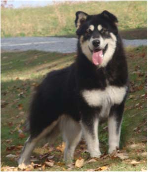 Hudsons Malamutes - Choctaw